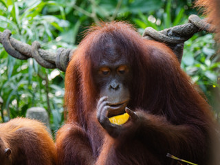 Captive Sumatran Orangutans (Orangutang, Orang-utang)