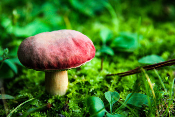 Mushrooms that grow naturally.