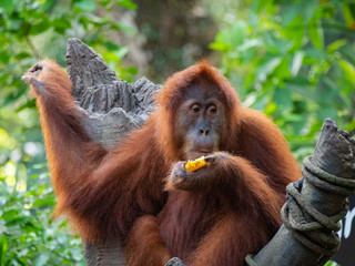 Captive Sumatran Orangutans (Orangutang, Orang-utang)