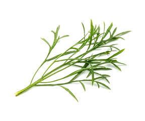Fresh Dill (Anethum Graveolens) vegetable isolated On white background.