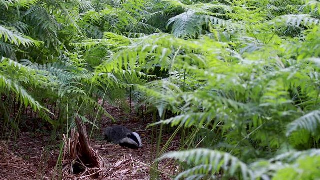 badger, meles meles, within woodland and bracken environment besides sett on a warm summer evening in July, Scotland.