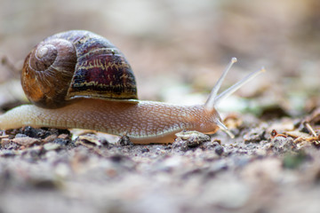 Kriechende Weinbergschnecke mit schönem braunen Schneckenhaus schleimt an einem Regentag über...
