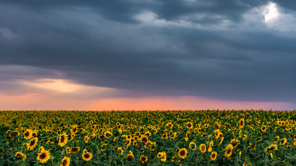 Blooming sunflower field at sunset time