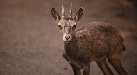 Fototapeta premium deer in the mountains
