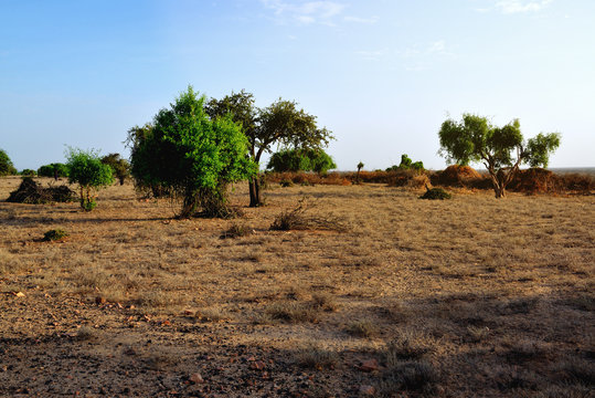 African savanna landscape. Mago National Park. Omo Valley. Ethiopia. Africa