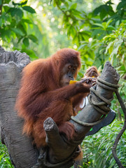 Captive Sumatran Orangutans (Orangutang, Orang-utang)