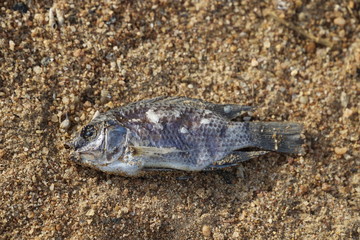 Dead Fish, Drought, Climate Change