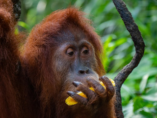 Captive Sumatran Orangutans (Orangutang, Orang-utang)