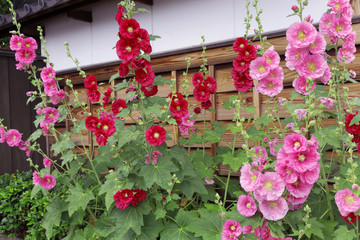 武家屋敷の白塀前に咲くタチアオイの花