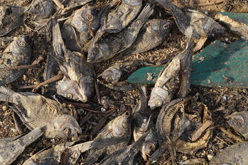 Dead Fish, Drought, Climate Change