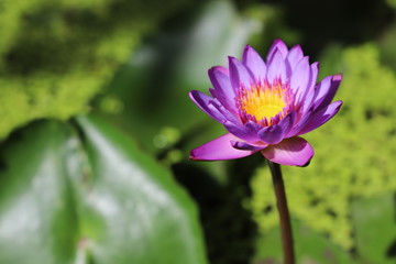 Lotus Flower close up, purple, Sri Lanka, Asia 
