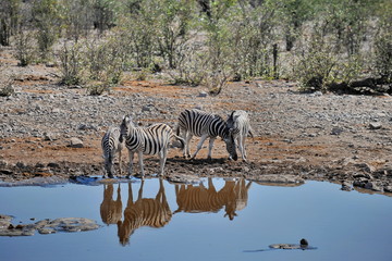 Fototapeta na wymiar A herd of zebras came to drink at the lake.