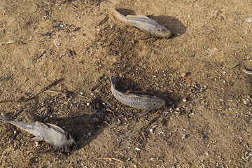 Dead Fish, Drought, Climate Change