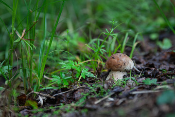mushroom in the grass
