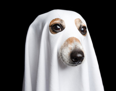 Halloween ghost portrait. Funny dog on black background.