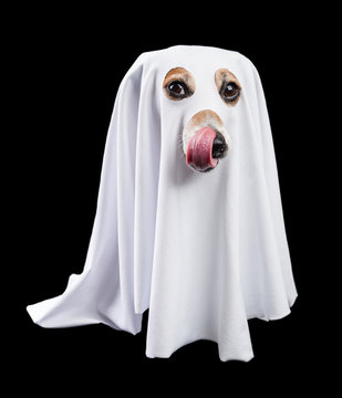 Halloween treats waiting. Pretty dog ghost. Black and white