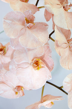 Close up of pale pink orchids