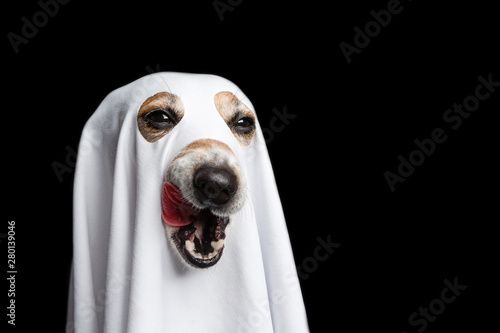 Licking halloween treat or trick funny dog face. Black background. White ghost costume
