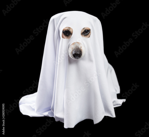 Adorable white ghost dog in black background. Halloween party theme. Happy halloween