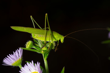 cricket on green leaf