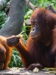 Captive Sumatran Orangutans (Orangutang, Orang-utang)