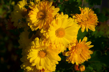 Chrysanthemum flower blossom in autumn
