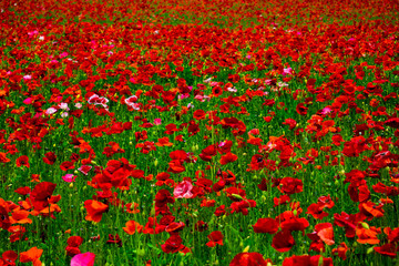 秩父高原牧場、天空のポピー