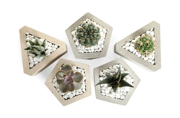 Beautiful succulent plants in stylish flowerpots on white background, top view. Home decor