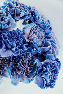 Blue Carnations Texture Close Up