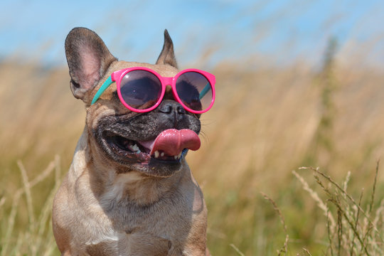 Funny cute and happy French Bulldog dog wearing pink sunglasses in summer in front of grain field and blue sky on a hot day