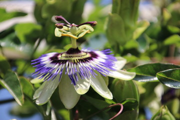 Close-up of a passiflora flower in a garden in the Netherlands.