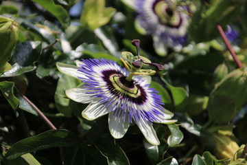 Close-up of a passiflora flower in a garden in the Netherlands.