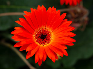 Beautiful blooming gerbera in July