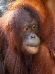 Captive Sumatran Orangutans (Orangutang, Orang-utang)