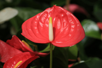 Beautiful blooming anthurium in July