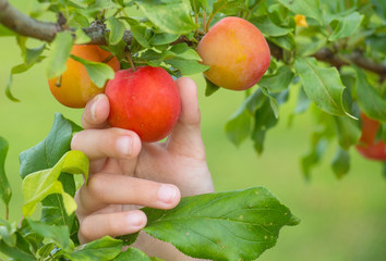 child's hand rips off a ripe plum