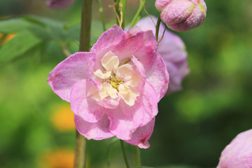 Fototapeta na wymiar Beautiful blooming Delphinium Pacific-Hybride in July