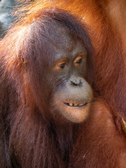 Captive Sumatran Orangutans (Orangutang, Orang-utang)