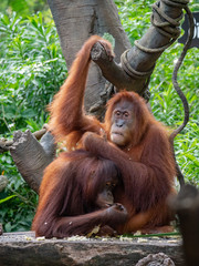 Captive Sumatran Orangutans (Orangutang, Orang-utang)