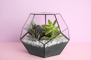 Glass florarium with different succulents on color background