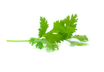 fresh coriander leaves over white background