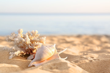 Fototapeta na wymiar Sandy beach with beautiful coral and shell near sea on sunny summer day. Space for text