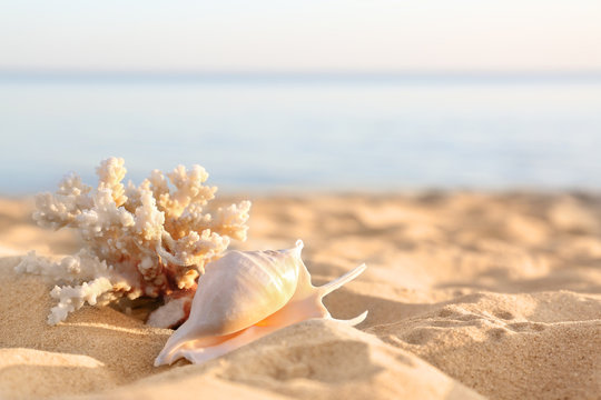 Sandy beach with beautiful coral and shell near sea on sunny summer day. Space for text