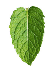 Mint leaf isolated on white background.