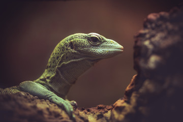 lizard on rock
