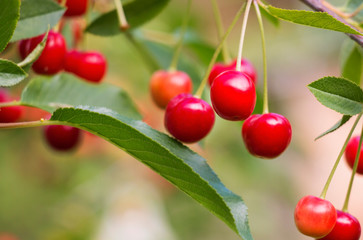 Cherries hanging on a cherry tree branch.