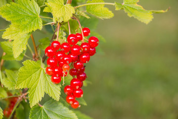 Ripe red currant close-up on a branch with green leaves