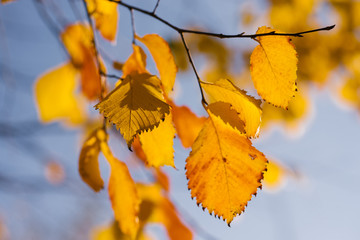 yellow leaves against the blue sky in autumn. Sunny day in October