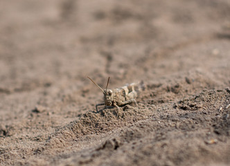 Grasshopper in the dust