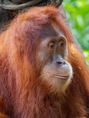 Captive Sumatran Orangutans (Orangutang, Orang-utang)